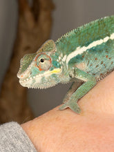 Load image into Gallery viewer, Easygoing male Ambilobe Panther Chameleon showing emerging colors
