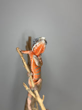 Load image into Gallery viewer, Young male Ambanja Panther Chameleon perched on a branch showcasing red and turquoise patterning
