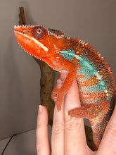 Load image into Gallery viewer, Young male Ambilobe Panther Chameleon from European genetics showing vivid red body and bright blue barring
