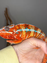 Load image into Gallery viewer, Male Ambilobe Panther Chameleon from European bloodlines showing vivid red body coloration with bold, well-defined blue bars developing along the flanks
