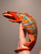 Load image into Gallery viewer, Male Ambilobe Panther Chameleon from European bloodlines with developing red and blue coloration.
