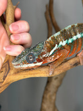 Load image into Gallery viewer, Ambanja Panther Chameleon from European genetics showing bright red and turquoise coloration
