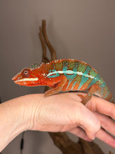 Load image into Gallery viewer, Young male Ambilobe Panther Chameleon showcasing red coloration and electric blue barring
