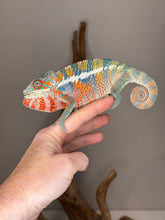 Load image into Gallery viewer, Exact Ambilobe Panther Chameleon available, showing hints of red, yellow and blue
