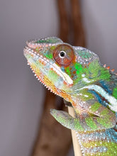 Load image into Gallery viewer, Close-up of juvenile Sambava x Ambilobe Panther Chameleon for sale
