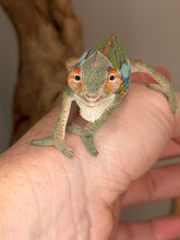 Load image into Gallery viewer, A close-up of a small chameleon perched on a human hand, with its head turned toward the camera. The chameleon has a green and blue body with orange around its eyes and a pale cream underside.
