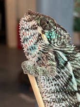 Load image into Gallery viewer, Close-up of an Aslan × Flash Ambilobe Panther Chameleon showing emerging color patterns
