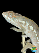 Load image into Gallery viewer, Female Ambanja Panther Chameleon from the Avatar × Walt bloodline available at FramsChams.
