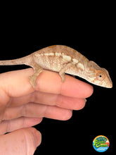 Load image into Gallery viewer, Female Ambanja Panther Chameleon from the Avatar × Walt pairing captive bred by FramsChams.
