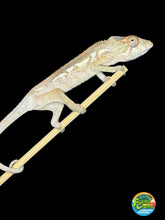 Load image into Gallery viewer, Female Ambanja Panther Chameleon from the Avatar × Walt pairing.
