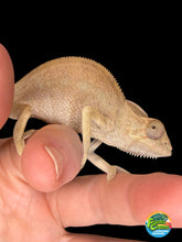 Load image into Gallery viewer, Female Ambanja Panther Chameleon from the Avatar × Walt pairing captive bred by FramsChams.
