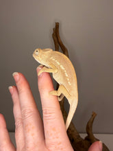 Load image into Gallery viewer, Female Ambanja Panther Chameleon climbing a branch in a natural pose.
