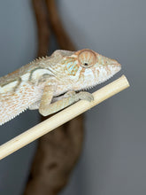 Load image into Gallery viewer, Healthy Female Ambanja Panther Chameleon climbing a branch.

