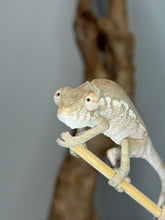 Load image into Gallery viewer, Close-up of a healthy Female Ambanja Panther Chameleon with alert eyes.

