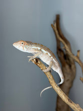 Load image into Gallery viewer, Side profile of a young female Ambanja Panther Chameleon with soft green and cream coloration.
