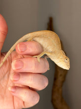 Load image into Gallery viewer, Side profile of a healthy female Ambanja Panther Chameleon with soft green and peach coloration.
