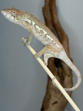 Load image into Gallery viewer, Side profile of a hand raised Female Ambanja Panther Chameleon.
