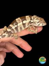 Load image into Gallery viewer, A female chameleon with brown, beige, and cream mottled scales resting on a person's fingers against a solid black background. A circular logo  is visible in the bottom right corner.
