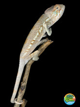 Load image into Gallery viewer, Hand raised female Ambilobe Panther Chameleon from the Aslan x Flash Jr. bloodline.
