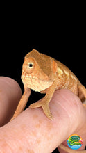 Load image into Gallery viewer, Female Ambilobe Panther Chameleon for sale from the Aslan x Flash Jr. pairing.
