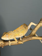 Load image into Gallery viewer, Captive-bred female Ambilobe Panther Chameleon raised by FramsChams.
