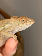 Load image into Gallery viewer, Close-up of a young female Ambilobe Panther Chameleon
