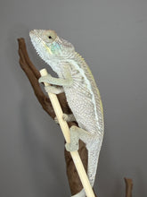 Load image into Gallery viewer, Close-up of a young female Ambilobe Panther Chameleon
