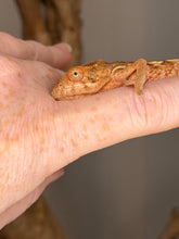 Load image into Gallery viewer, Close-up of a female Ambilobe Panther Chameleon with soft peach and cream coloration.
