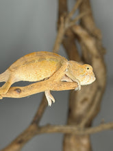 Load image into Gallery viewer, Close-up of a female Ambilobe Panther Chameleon from the Aslan x Flash Jr. bloodline
