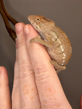 Load image into Gallery viewer, Young female Ambilobe Panther Chameleon growing and maturing

