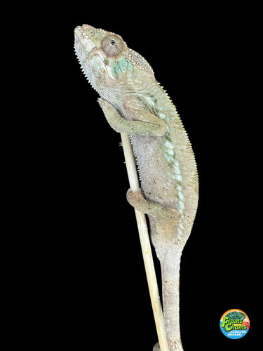 Juvenile female Ambilobe Panther Chameleon with emerging green and subtle coloration at FramsChams