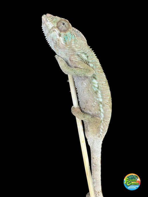 Juvenile female Ambilobe Panther Chameleon with emerging green and subtle coloration at FramsChams