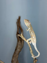 Load image into Gallery viewer, Side profile of the exact female Ambilobe Panther Chameleon available from FramsChams.
