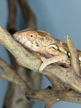 Load image into Gallery viewer, Captive-bred female Ambilobe Panther Chameleon showing dark rust-orange colors with light peach highlights while basking.
