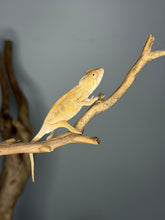 Load image into Gallery viewer, Healthy female Ambilobe Panther Chameleon climbing on a natural branch.
