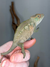 Load image into Gallery viewer, A live female chameleon perched on a person's fingers, showing its textured green and tan skin against a neutral gray background.
