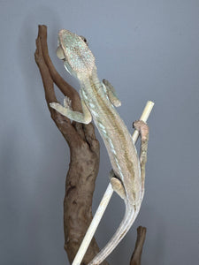 Healthy female Ambilobe Panther Chameleon with pretty colors