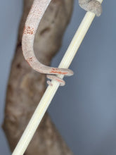 Load image into Gallery viewer, Ambilobe Panther Chameleon tail coiled around a stick.
