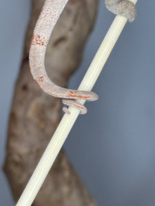 Ambilobe Panther Chameleon tail coiled around a stick.