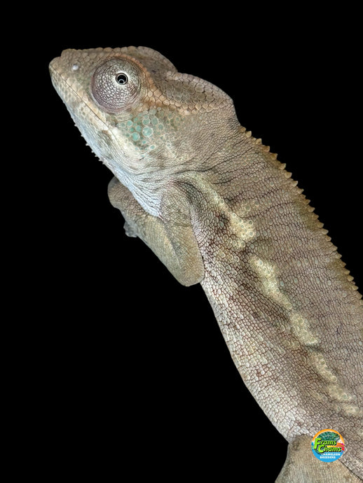 Female Ambilobe Panther Chameleon on a black background with a visible brand logo for sale at FramsChams.