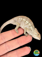 Load image into Gallery viewer, Female Nosy Be Panther Chameleon from Blucifer × Kandinsky bloodlines at FramsChams
