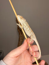 Load image into Gallery viewer, Full-body view of a young female Nosy Be Panther Chameleon from the Blucifer × Kandinsky pairing
