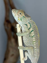 Load image into Gallery viewer, Side profile of a young female Nosy Be Panther Chameleon showing her natural coloration

