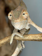 Load image into Gallery viewer, Close-up of a healthy female Ambilobe Panther Chameleon with alert eyes.
