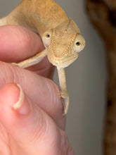 Load image into Gallery viewer, Close-up of a captive-bred female Ambanja Panther Chameleon raised by FramsChams.
