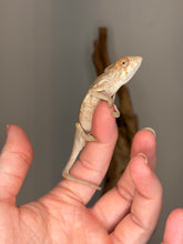 Load image into Gallery viewer, Female Ambanja Panther Chameleon displaying soft peach and cream tones.
