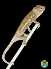 Load image into Gallery viewer, Side profile of a hand raised female Ambilobe Panther Chameleon with soft peach coloring.
