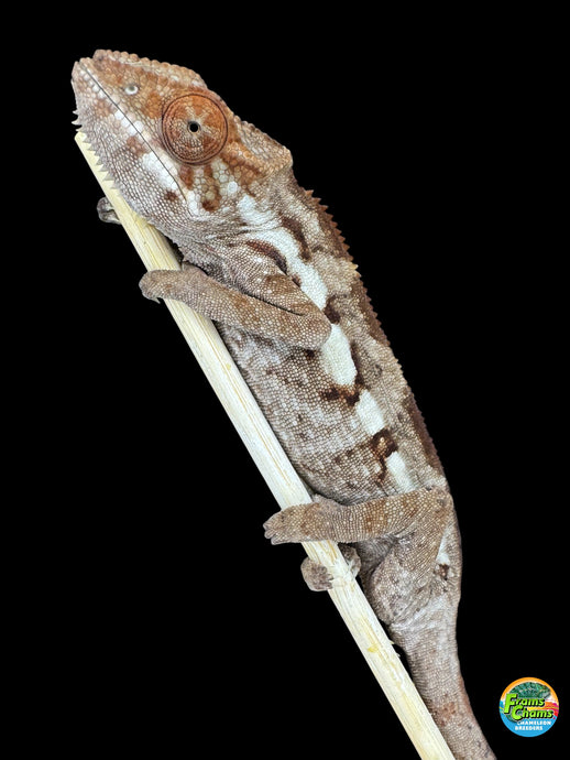 Juvenile female Sambava Panther Chameleon showing emerging peaches and subtle color patterns