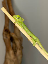 Load image into Gallery viewer, Juvenile female Veiled Chameleon for sale with beautiful natural colors.
