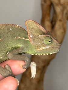 Female veiled chameleon in her well-maintained enclosure, showing climbing space and foliage
